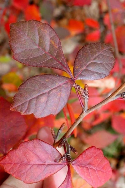 Fragrant Sumac (Rhus Aromatica) - 1 Gallon Pot -Chaste Tree World rhus aromatica fragrant sumac 8