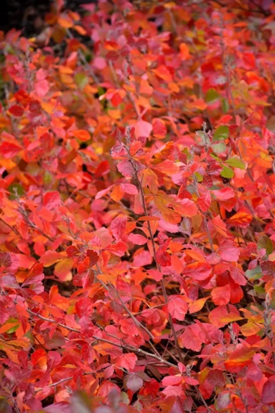 Gro-Low Fragrant Sumac (Rhus Aromatica) - 3 Gallon Pot 14 Gro-Low Fragrant Sumac (Rhus Aromatica) - 3 Gallon Pot -Chaste Tree World rhus aromatica gro low fragrant sumac 1