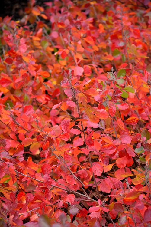 Gro-Low Fragrant Sumac (Rhus Aromatica) - 3 Gallon Pot 6 Gro-Low Fragrant Sumac (Rhus Aromatica) - 3 Gallon Pot - Image 6
