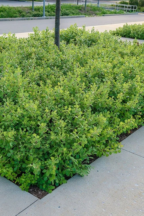 Gro-Low Fragrant Sumac (Rhus Aromatica) - 3 Gallon Pot 4 Gro-Low Fragrant Sumac (Rhus Aromatica) - 3 Gallon Pot - Image 4