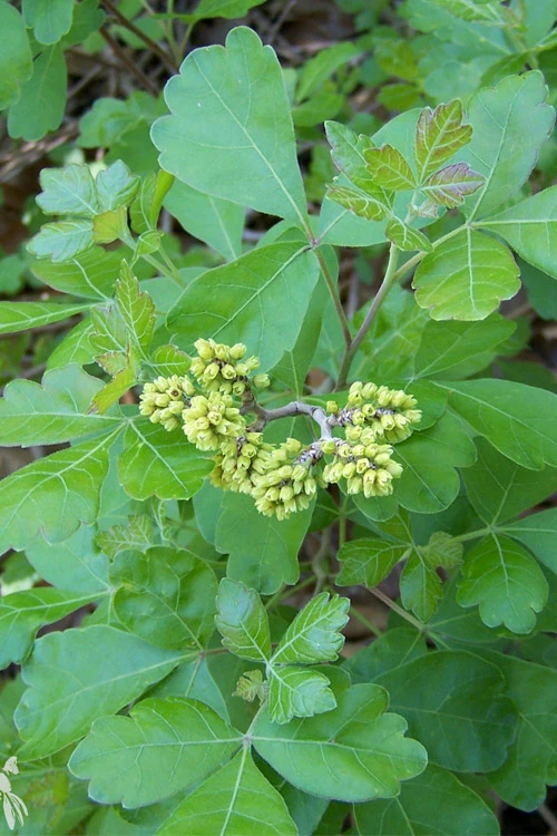 Gro-Low Fragrant Sumac (Rhus Aromatica) - 3 Gallon Pot 7 Gro-Low Fragrant Sumac (Rhus Aromatica) - 3 Gallon Pot - Image 7