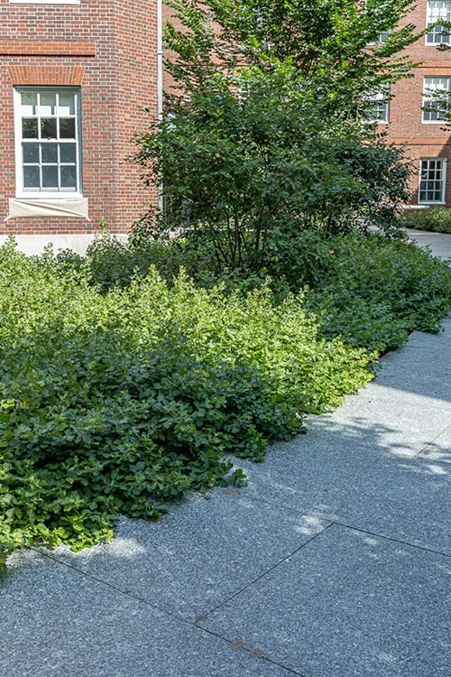 Gro-Low Fragrant Sumac (Rhus Aromatica) - 3 Gallon Pot 8 Gro-Low Fragrant Sumac (Rhus Aromatica) - 3 Gallon Pot - Image 8