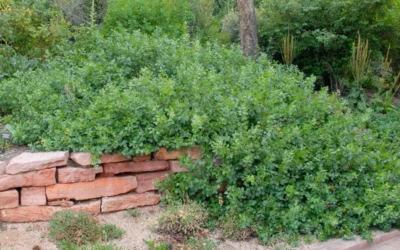 Gro-Low Fragrant Sumac (Rhus Aromatica) - 3 Gallon Pot 13 Gro-Low Fragrant Sumac (Rhus Aromatica) - 3 Gallon Pot -Chaste Tree World rhus aromatica gro low fragrant sumac 5