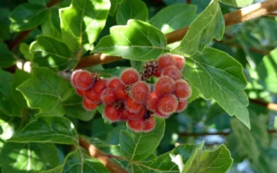 Gro-Low Fragrant Sumac (Rhus Aromatica) - 3 Gallon Pot 17 Gro-Low Fragrant Sumac (Rhus Aromatica) - 3 Gallon Pot -Chaste Tree World rhus aromatica gro low fragrant sumac 6