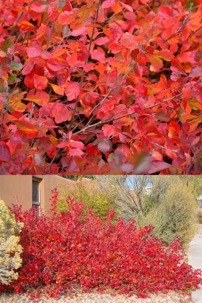 Gro-Low Fragrant Sumac (Rhus Aromatica) - 3 Gallon Pot