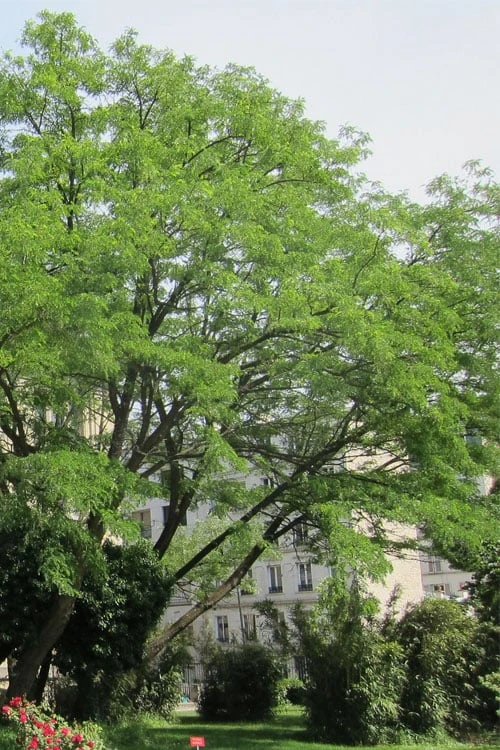 Black Locust Tree - 3 Gallon Pot 7 Black Locust Tree - 3 Gallon Pot - Image 7