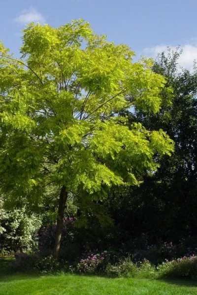 Black Locust Tree - 3 Gallon Pot 18 Black Locust Tree - 3 Gallon Pot -Chaste Tree World robinia pseudoacacia black locust tree 11