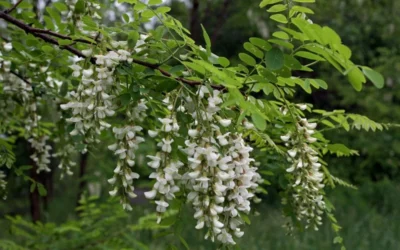 Black Locust Tree - 3 Gallon Pot 24 Black Locust Tree - 3 Gallon Pot -Chaste Tree World robinia pseudoacacia black locust tree 15