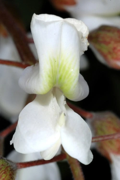 Black Locust Tree - 3 Gallon Pot 10 Black Locust Tree - 3 Gallon Pot - Image 10