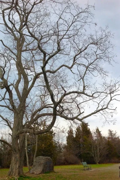 Black Locust Tree - 3 Gallon Pot 20 Black Locust Tree - 3 Gallon Pot -Chaste Tree World robinia pseudoacacia black locust tree 4