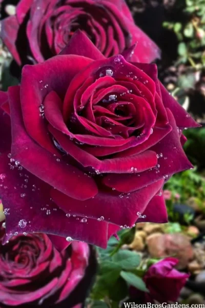 Crimson Knight Brindabella Rose - 2 Gallon Pot