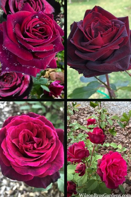 Crimson Knight Brindabella Rose - 2 Gallon Pot 5 Crimson Knight Brindabella Rose - 2 Gallon Pot - Image 5