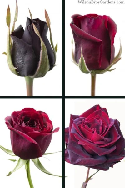 Crimson Knight Brindabella Rose - 2 Gallon Pot 8 Crimson Knight Brindabella Rose - 2 Gallon Pot -Chaste Tree World rosa crimson knight brindabella rose 3