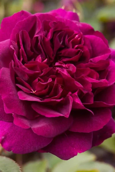 Darcey Bussell English Shrub Rose (David Austin) - 3 Gallon Pot -Chaste Tree World rosa darcey bussell english shrub rose 1