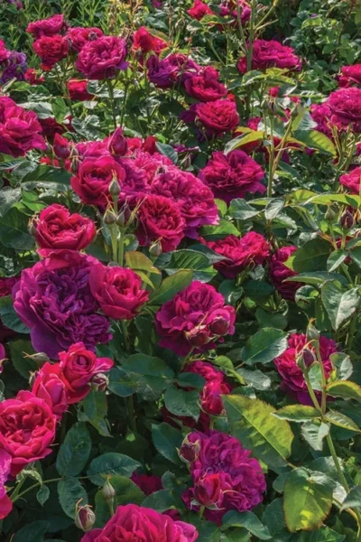 Darcey Bussell English Shrub Rose (David Austin) - 3 Gallon Pot -Chaste Tree World rosa darcey bussell english shrub rose 2