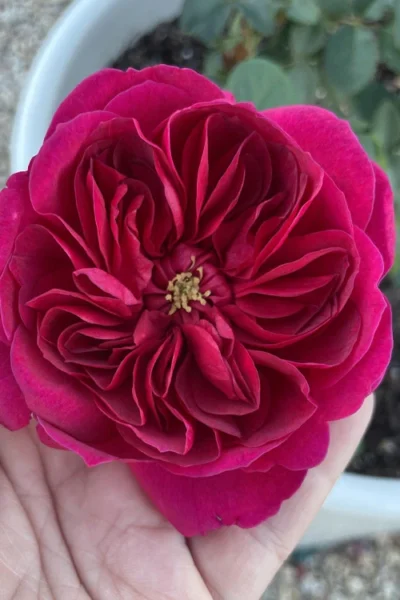 Darcey Bussell English Shrub Rose (David Austin) - 3 Gallon Pot -Chaste Tree World rosa darcey bussell english shrub rose 7