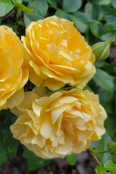 Julia Child Rose - 3 Gallon Pot -Chaste Tree World rosa julia child rose 1