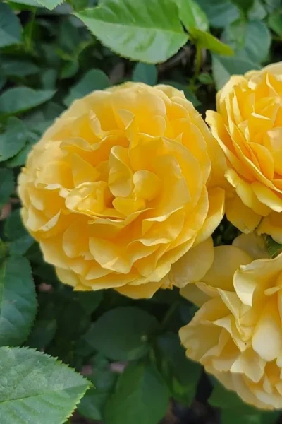 Julia Child Rose - 3 Gallon Pot -Chaste Tree World rosa julia child rose 2