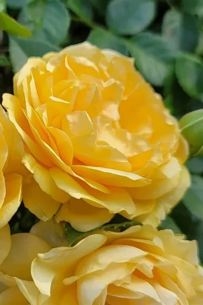 Julia Child Rose - 3 Gallon Pot -Chaste Tree World rosa julia child rose 4