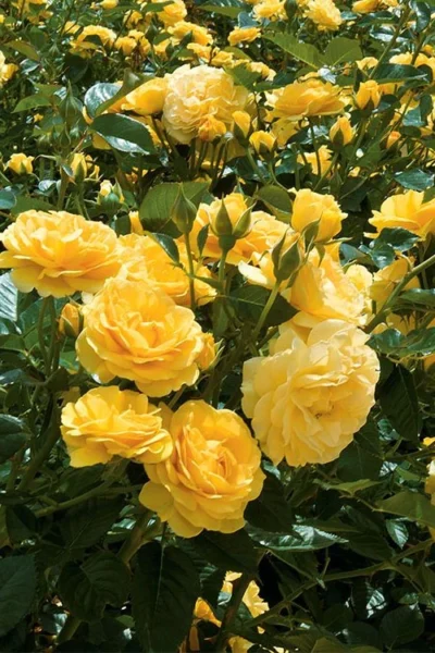 Julia Child Rose - 3 Gallon Pot