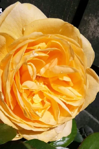 Julia Child Rose - 3 Gallon Pot -Chaste Tree World rosa julia child rose 7