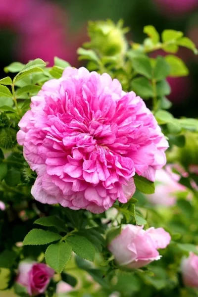 Chinquapin Chestnut Rose (Rosa Roxburghii) - 3 Gallon Pot -Chaste Tree World rosa roxburghii chiquapin chestnut rose 13