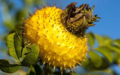 Chinquapin Chestnut Rose (Rosa Roxburghii) - 3 Gallon Pot -Chaste Tree World rosa roxburghii chiquapin chestnut rose 16