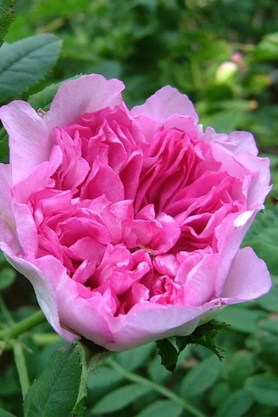 Chinquapin Chestnut Rose (Rosa Roxburghii) - 3 Gallon Pot -Chaste Tree World rosa roxburghii chiquapin chestnut rose 17