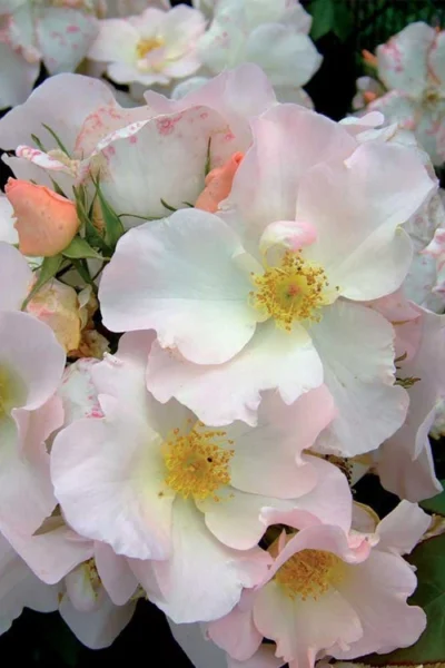 Sally Holmes Climbing Rose - 5 Gallon Pot 9 Sally Holmes Climbing Rose - 5 Gallon Pot -Chaste Tree World rosa sally holmes climbing rose 2