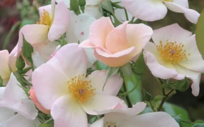 Sally Holmes Climbing Rose - 5 Gallon Pot 11 Sally Holmes Climbing Rose - 5 Gallon Pot -Chaste Tree World rosa sally holmes climbing rose 7