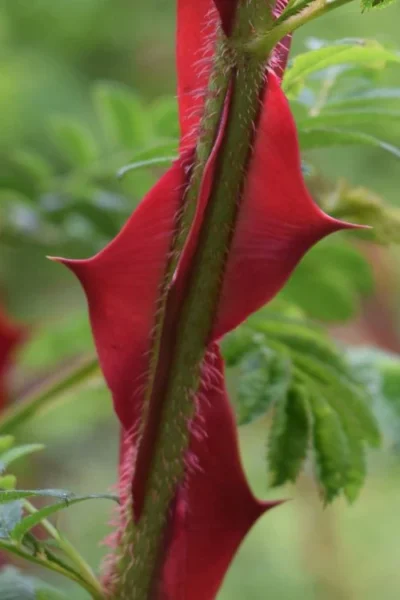 Winged Blood Thorn Rose (Rosa Sericea Var. Pteracantha) - 5 Gallon Pot -Chaste Tree World rosa sericea var pteracantha winged blood thorn rose 1