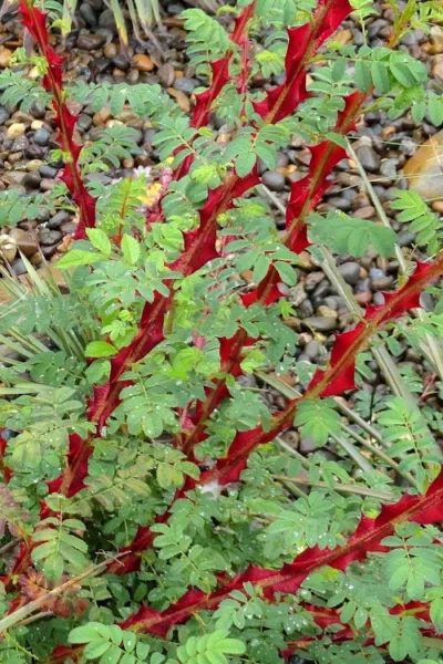 Winged Blood Thorn Rose (Rosa Sericea Var. Pteracantha) - 5 Gallon Pot -Chaste Tree World rosa sericea var pteracantha winged blood thorn rose 3