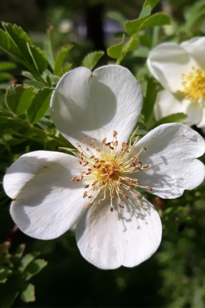 Winged Blood Thorn Rose (Rosa Sericea Var. Pteracantha) - 5 Gallon Pot -Chaste Tree World rosa sericea var pteracantha winged blood thorn rose 7