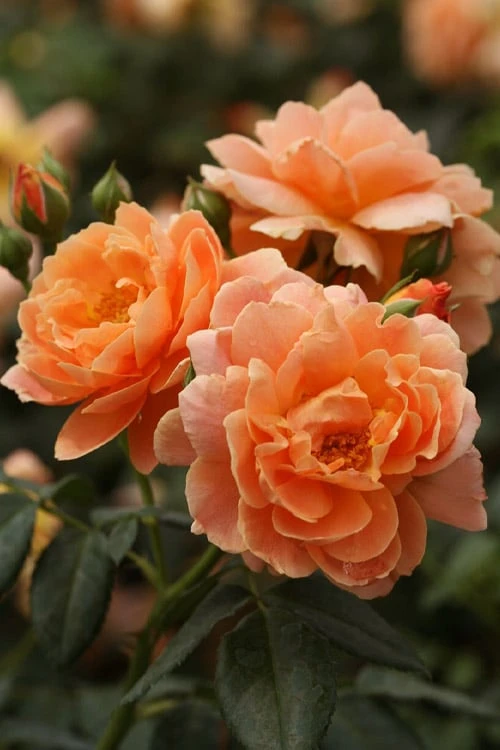 At Last Rose - 3 Gallon Pot 1 At Last Rose - 3 Gallon Pot