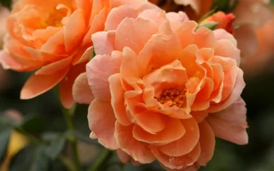 At Last Rose - 3 Gallon Pot 11 At Last Rose - 3 Gallon Pot -Chaste Tree World rose at last 5