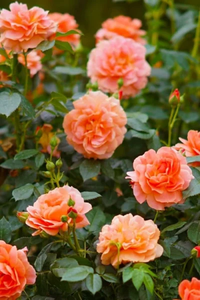 At Last Rose - 3 Gallon Pot 12 At Last Rose - 3 Gallon Pot -Chaste Tree World rose at last 7