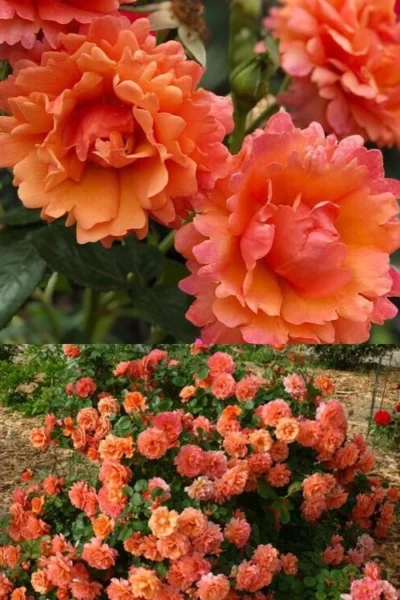 Easy Does It Rose - 3 Gallon Pot -Chaste Tree World rose cinco de mayo 30