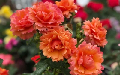 Easy Does It Rose - 3 Gallon Pot -Chaste Tree World rose easy does it 26