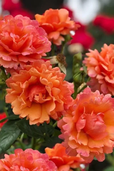 Easy Does It Rose - 3 Gallon Pot