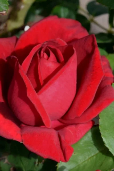 Easy Elegance Kashmir Rose - 3 Gallon Pot 11 Easy Elegance Kashmir Rose - 3 Gallon Pot -Chaste Tree World rose easy elegance kasmhir 1