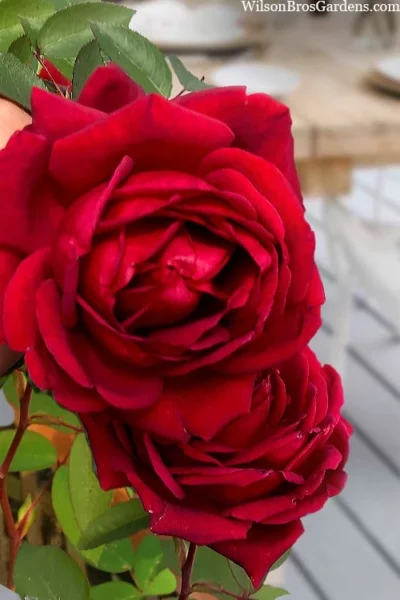 Easy Elegance Kashmir Rose - 7 Gallon Pot -Chaste Tree World rose easy elegance kasmhir 2 1