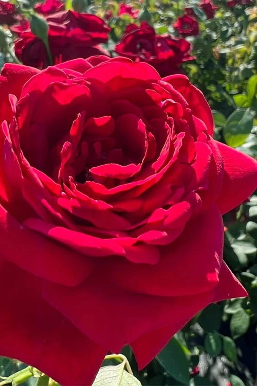 Easy Elegance Kashmir Rose - 3 Gallon Pot 4 Easy Elegance Kashmir Rose - 3 Gallon Pot - Image 4