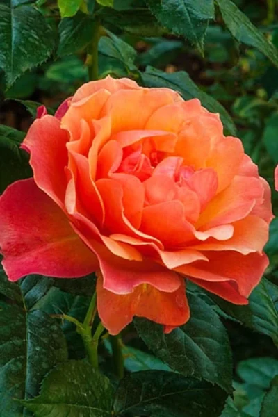 Livin Easy Rose - 3 Gallon Pot -Chaste Tree World rose livin easy 22