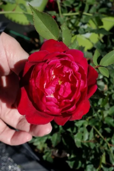 Louis Phillippe Rose - 3 Gallon Pot 9 Louis Phillippe Rose - 3 Gallon Pot -Chaste Tree World rose louise phillippe 23