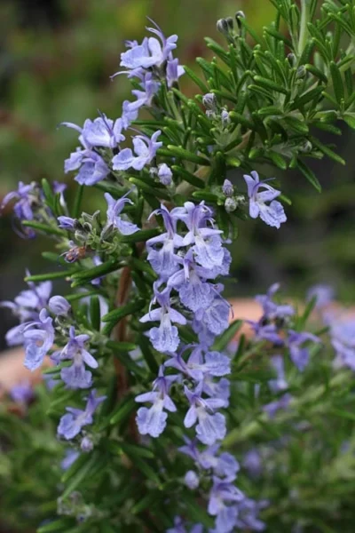Blue Lagoon Rosemary - 1 Gallon Pot -Chaste Tree World rosmarinus officinalis blue lagoon rosemary 3