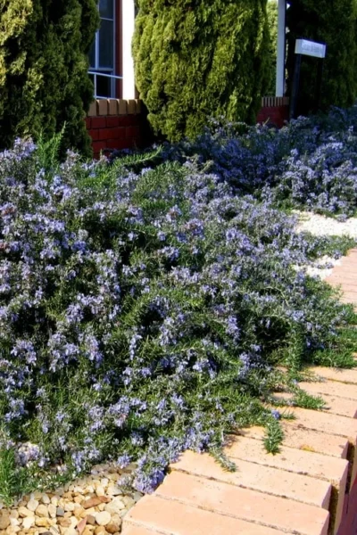 Blue Lagoon Rosemary - 5 Pack Of Quart Pots