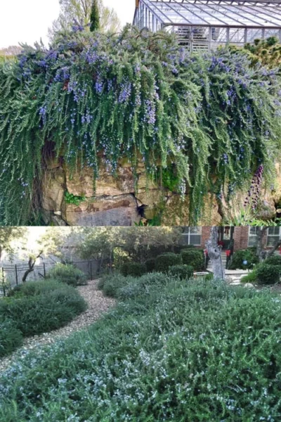 Blue Rain Trailing Rosemary - 5 Pack Of Quart Pots 10 Blue Rain Trailing Rosemary - 5 Pack Of Quart Pots -Chaste Tree World rosmarinus officinalis blue rain creeping rosemary 14