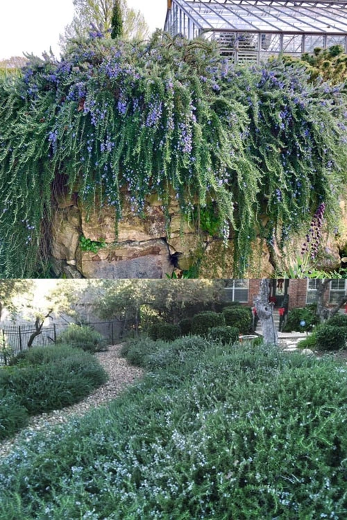 Blue Rain Trailing Rosemary - 5 Pack Of Quart Pots 4 Blue Rain Trailing Rosemary - 5 Pack Of Quart Pots - Image 4