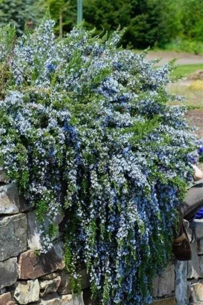 Blue Rain Trailing Rosemary - 5 Pack Of Quart Pots 12 Blue Rain Trailing Rosemary - 5 Pack Of Quart Pots -Chaste Tree World rosmarinus officinalis blue rain creeping rosemary 15