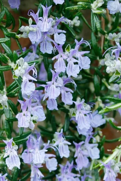 Blue Rain Trailing Rosemary - 5 Pack Of Quart Pots 11 Blue Rain Trailing Rosemary - 5 Pack Of Quart Pots -Chaste Tree World rosmarinus officinalis blue rain creeping rosemary 2